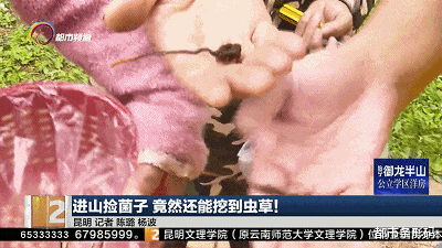 昆明捡菌子竟然还能挖到虫草！是冬虫夏草吗？