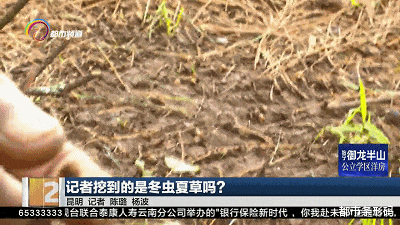 昆明捡菌子竟然还能挖到虫草！是冬虫夏草吗？