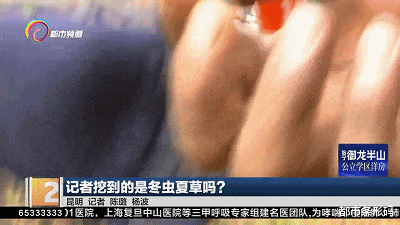 昆明捡菌子竟然还能挖到虫草！是冬虫夏草吗？