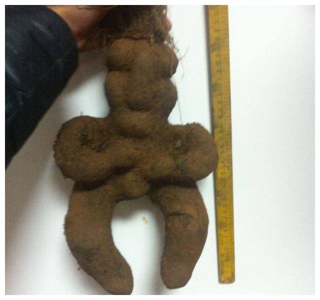 浙江男子挖到人形何首乌，认为是无价之宝，它真的能治百病吗？