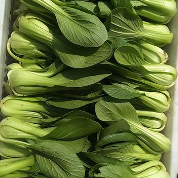 小油菜理财(小油菜理财诈骗)
